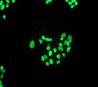 Immunocytochemistry/ Immunofluorescence - Anti-Lipin 1 antibody [EPR3725] - BSA and Azide free (AB247539), expandable thumbnail