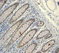 Immunohistochemistry (Formalin/PFA-fixed paraffin-embedded sections) - Anti-Lipin 1 antibody [EPR3725] - BSA and Azide free (AB247539), expandable thumbnail