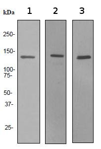 Western blot - Anti-Lipin 1 antibody [EPR3725] - BSA and Azide free (AB247539), expandable thumbnail