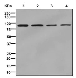 Western blot - Anti-Lipin 2/LPIN2 antibody [EPR12479] - BSA and Azide free (AB249920)