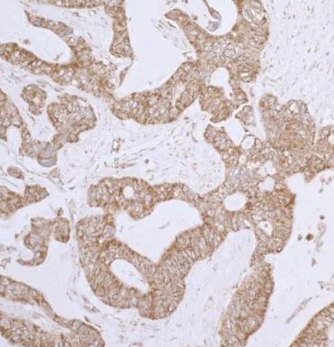 Immunohistochemistry (Formalin/PFA-fixed paraffin-embedded sections) - Anti-Lipoamide Dehydrogenase antibody - C-terminal (AB226202)