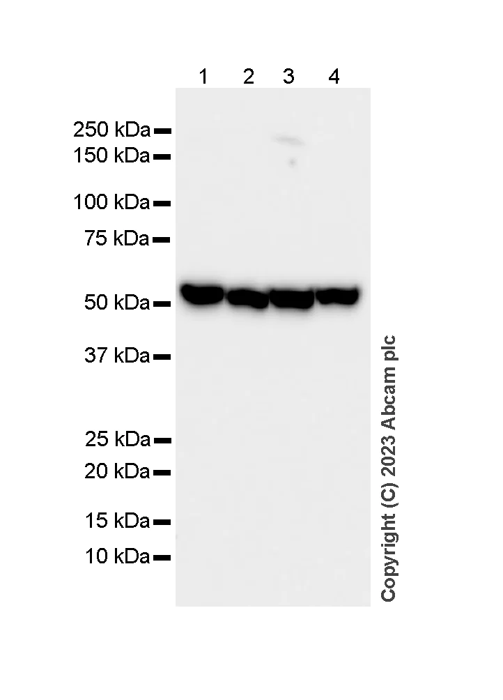 Western blot - Anti-Lipoamide Dehydrogenase antibody [EPR6635] (AB133551)