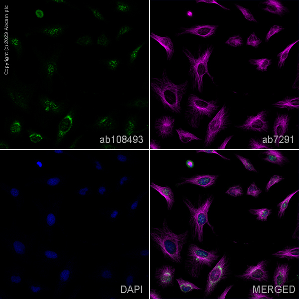 Immunocytochemistry/ Immunofluorescence - Anti-Lipoamide Dehydrogenase antibody [EPR6635] - BSA and Azide free (ab240067), expandable thumbnail