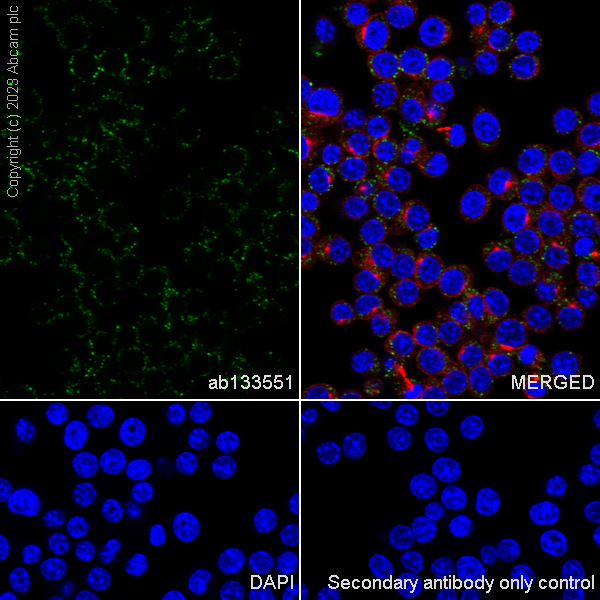 Immunocytochemistry/ Immunofluorescence - Anti-Lipoamide Dehydrogenase antibody [EPR6635] - BSA and Azide free (ab240067), expandable thumbnail