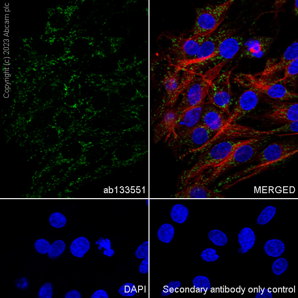 Immunocytochemistry/ Immunofluorescence - Anti-Lipoamide Dehydrogenase antibody [EPR6635] - BSA and Azide free (ab240067), expandable thumbnail