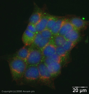Immunocytochemistry/ Immunofluorescence - Anti-Lipocalin-2 / NGAL antibody (AB41105), expandable thumbnail