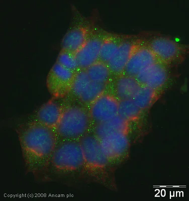 Immunocytochemistry/ Immunofluorescence - Anti-Lipocalin-2 / NGAL antibody (AB41105)