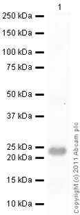 Western blot - Anti-Lipocalin-2 / NGAL antibody (AB41105)