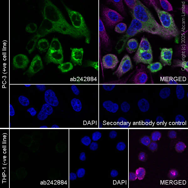 Immunocytochemistry/ Immunofluorescence - Anti-Lipocalin-2 / NGAL antibody [EPR19912-51] - BSA and Azide free (Detector) (AB242884)