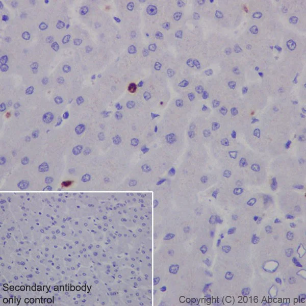 Immunohistochemistry (Formalin/PFA-fixed paraffin-embedded sections) - Anti-Lipocalin-2 / NGAL antibody [EPR19912] (AB206427)