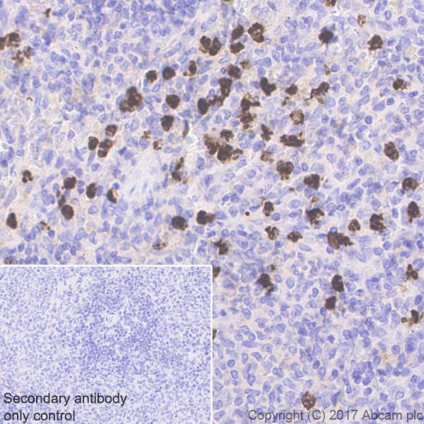 Immunohistochemistry (Formalin/PFA-fixed paraffin-embedded sections) - Anti-Lipocalin-2 / NGAL antibody [EPR21092] (AB216462), expandable thumbnail