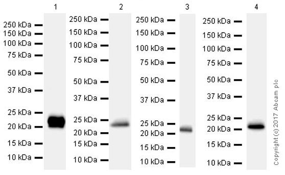 Western blot - Anti-Lipocalin-2 / NGAL antibody [EPR21092] (AB216462), expandable thumbnail