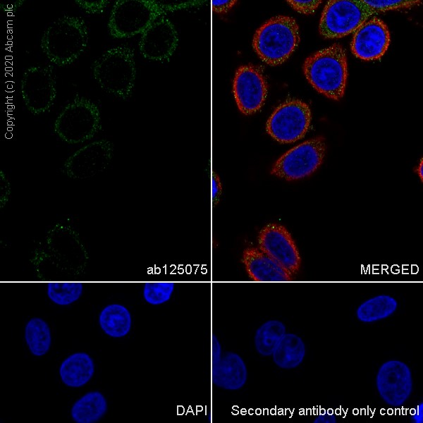 Immunocytochemistry/ Immunofluorescence - Anti-Lipocalin-2 / NGAL antibody [EPR5084] - BSA and Azide free (AB187969), expandable thumbnail