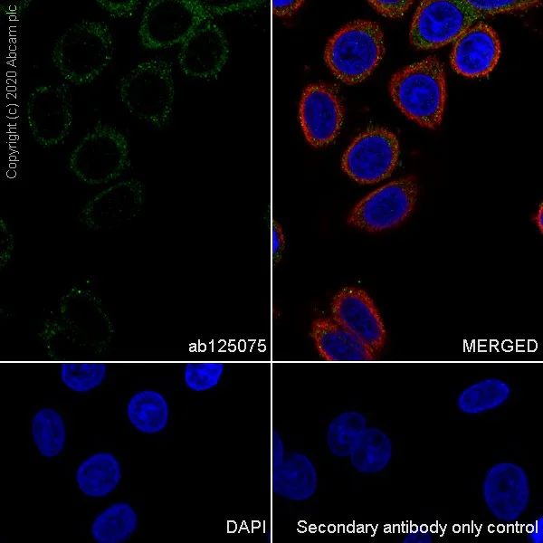 Immunocytochemistry/ Immunofluorescence - Anti-Lipocalin-2 / NGAL antibody [EPR5084] - BSA and Azide free (AB187969)