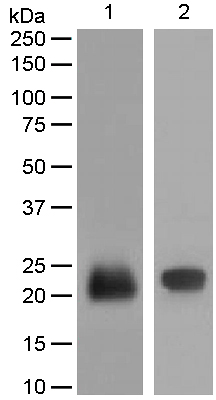 Western blot - Anti-Lipocalin-2 / NGAL antibody [EPR5084] - BSA and Azide free (AB187969), expandable thumbnail