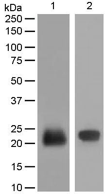 Western blot - Anti-Lipocalin-2 / NGAL antibody [EPR5084] - BSA and Azide free (AB187969)
