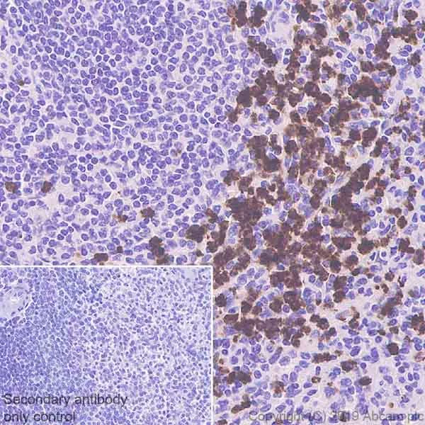 Immunohistochemistry (Formalin/PFA-fixed paraffin-embedded sections) - Anti-Lipocalin-2 / NGAL antibody [HAT265B] - BSA and Azide free (AB255752)