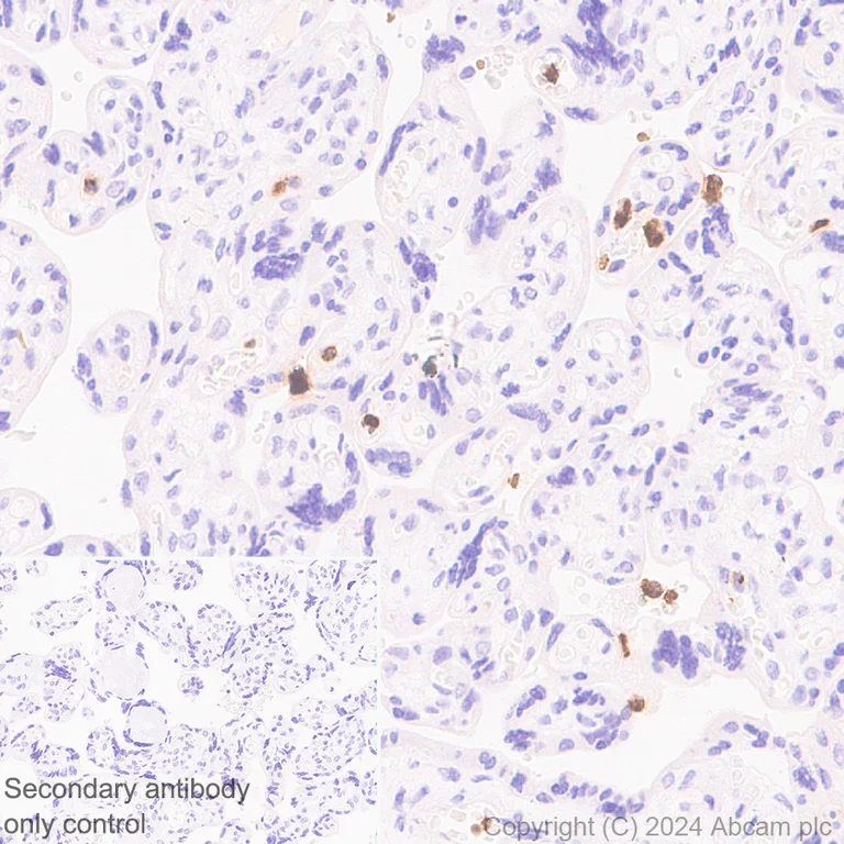 Immunohistochemistry (Formalin/PFA-fixed paraffin-embedded sections) - Anti-Lipocalin-2 / NGAL antibody [RM1211] - BSA and Azide free (AB318210)