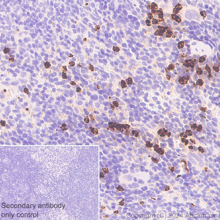 Immunohistochemistry (Formalin/PFA-fixed paraffin-embedded sections) - Anti-Lipocalin-2 / NGAL antibody [RM1211] - BSA and Azide free (AB318210)