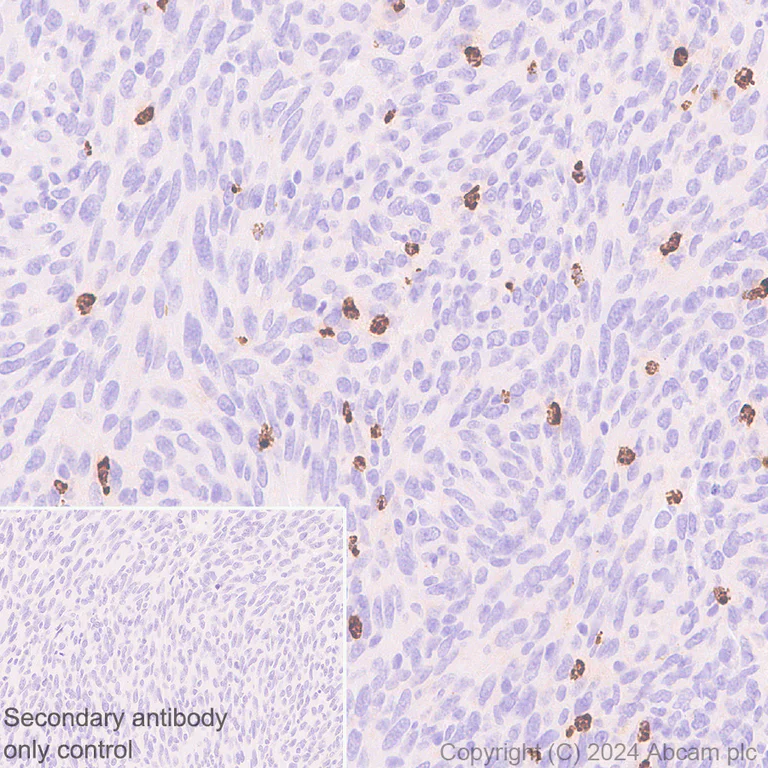 Immunohistochemistry (Formalin/PFA-fixed paraffin-embedded sections) - Anti-Lipocalin-2 / NGAL antibody [RM1211] - BSA and Azide free (AB318210)