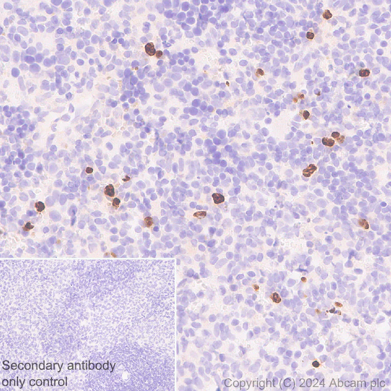 Immunohistochemistry (Formalin/PFA-fixed paraffin-embedded sections) - Anti-Lipocalin-2 / NGAL antibody [RM1211] - BSA and Azide free (AB318210)
