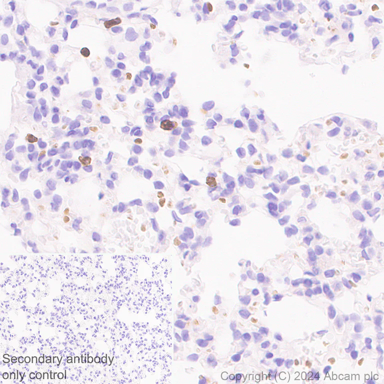Immunohistochemistry (Formalin/PFA-fixed paraffin-embedded sections) - Anti-Lipocalin-2 / NGAL antibody [RM1211] - BSA and Azide free (AB318210)