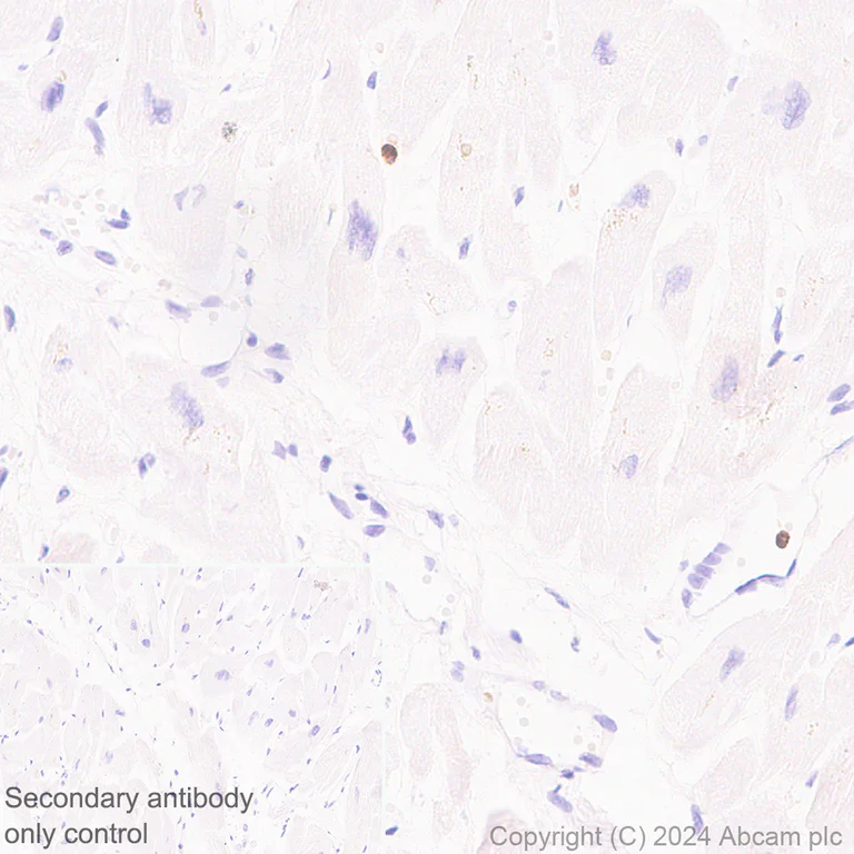 Immunohistochemistry (Formalin/PFA-fixed paraffin-embedded sections) - Anti-Lipocalin-2 / NGAL antibody [RM1211] - BSA and Azide free (AB318210)