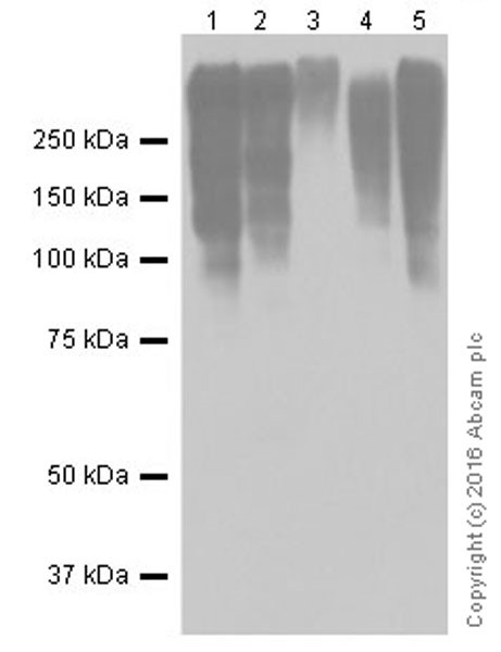 Western blot - Anti-Lipoprotein a antibody [EPR19731] (AB208184), expandable thumbnail