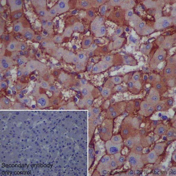 Immunohistochemistry (Formalin/PFA-fixed paraffin-embedded sections) - Anti-Lipoprotein a antibody [EPR19731] - BSA and Azide free (AB251491)