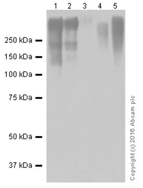 Western blot - Anti-Lipoprotein a antibody [EPR19731] - BSA and Azide free (AB251491)