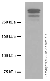 Western blot - Anti-Lipoprotein a antibody [EPR6474] - BSA and Azide free (AB240014)