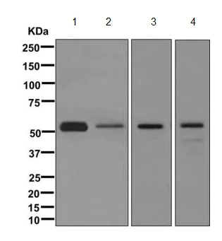 Western blot - Anti-Lipoprotein lipase antibody [EPR1555(2)] - BSA and Azide free (AB249731)