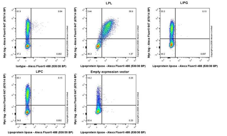 Flow Cytometry (Intracellular) - Anti-Lipoprotein lipase antibody [EPR31098-680] (AB328031)