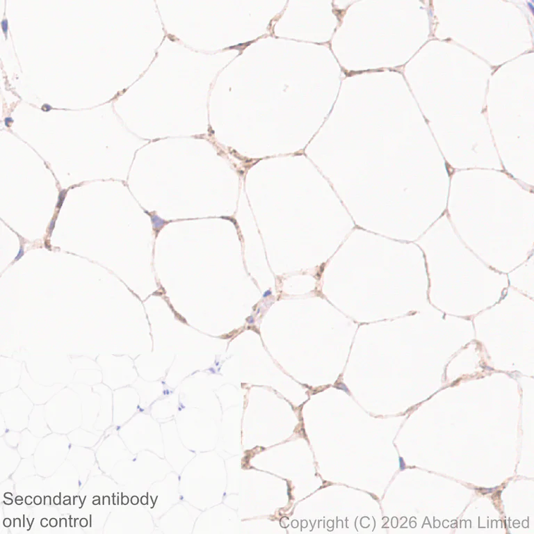 Immunohistochemistry (Formalin/PFA-fixed paraffin-embedded sections) - Anti-Lipoprotein lipase antibody [EPR31098-680] (AB328031)