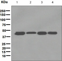 Western blot - Anti-LIS1 antibody [EPR3335(2)] - BSA and Azide free (AB247915), expandable thumbnail