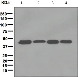 Western blot - Anti-LIS1 antibody [EPR3335(2)] - BSA and Azide free (AB247915)