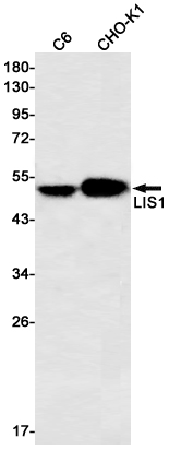 Western blot - Anti-LIS1 Antibody [S03-2I0] (AB317390), expandable thumbnail