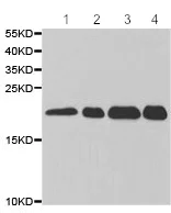 Western blot - Anti-LITAF antibody (AB187533)