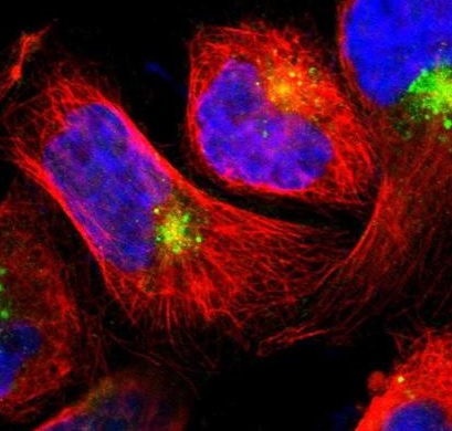 Immunocytochemistry/ Immunofluorescence - Anti-LITAF antibody (AB224066)