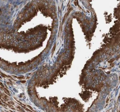 Immunohistochemistry (Formalin/PFA-fixed paraffin-embedded sections) - Anti-LITAF antibody (AB224066)