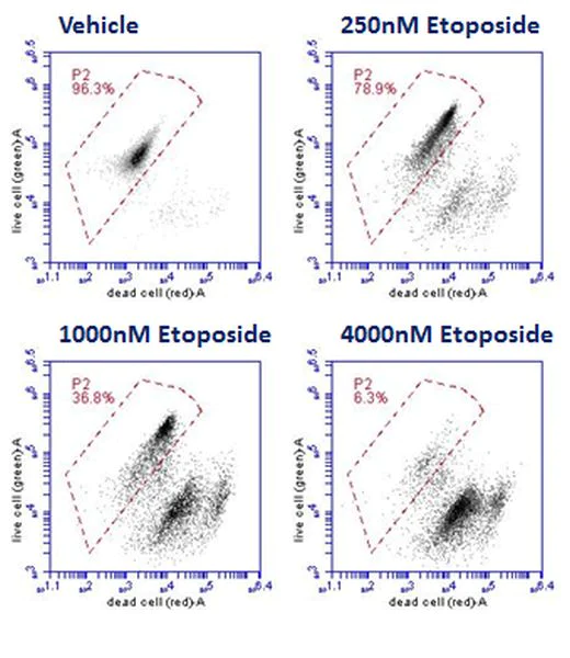Live and dead cell assay. Fluorescent. Cell viability. ab115347 | Abcam