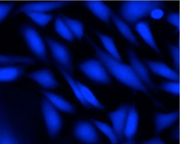 Immunocytochemistry/ Immunofluorescence - Live Cell Labeling Kit - Blue Fluorescence - Cytopainter (AB187963)