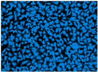 Immunocytochemistry/ Immunofluorescence - Live Cell Labeling Kit - Blue Fluorescence (Ex405nm) - Cytopainter (AB187966), expandable thumbnail