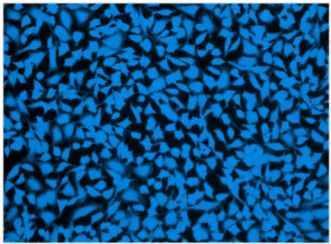 Immunocytochemistry/ Immunofluorescence - Live Cell Labeling Kit - Blue Fluorescence (Ex405nm) - Cytopainter (AB187966)