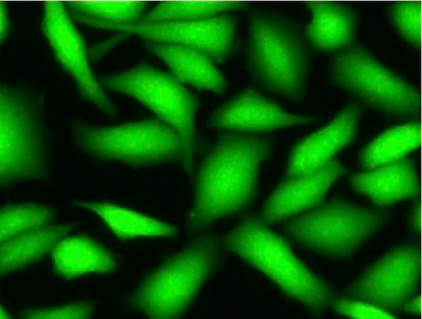 Immunocytochemistry/ Immunofluorescence - Live Cell Labeling Kit - Green Fluorescence - Cytopainter (AB187964)