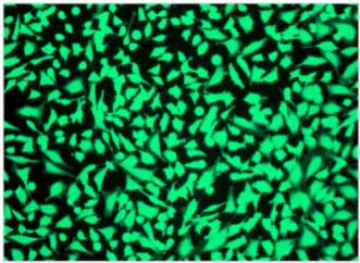 Immunocytochemistry/ Immunofluorescence - Live Cell Labeling Kit - Green Fluorescence (Ex405nm) - Cytopainter (AB187967)