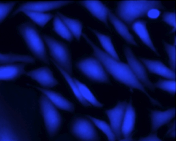 Immunocytochemistry/ Immunofluorescence - Live Cell Staining Kit - Blue Fluorescence (Ex/Em = 360/445 nm) (AB187963)