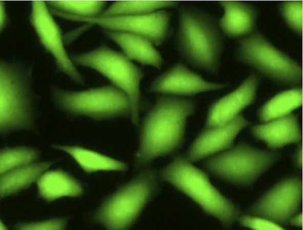 Immunocytochemistry/ Immunofluorescence - Live Cell Staining Kit - Green Fluorescence (Ex/Em = 490/ 525 nm) (AB187964)