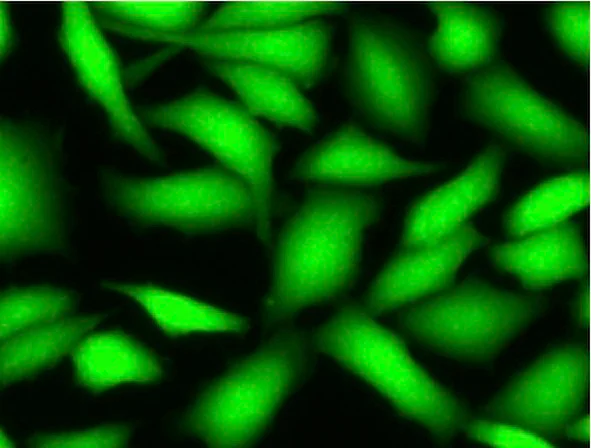 Immunocytochemistry/ Immunofluorescence - Live Cell Staining Kit - Green Fluorescence (Ex/Em = 490/ 525 nm) (AB187964)