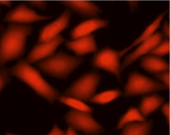 Immunocytochemistry/ Immunofluorescence - Live Cell Staining Kit - Red Fluorescence (Ex/Em = 646/ 660 nm) (AB187965)
